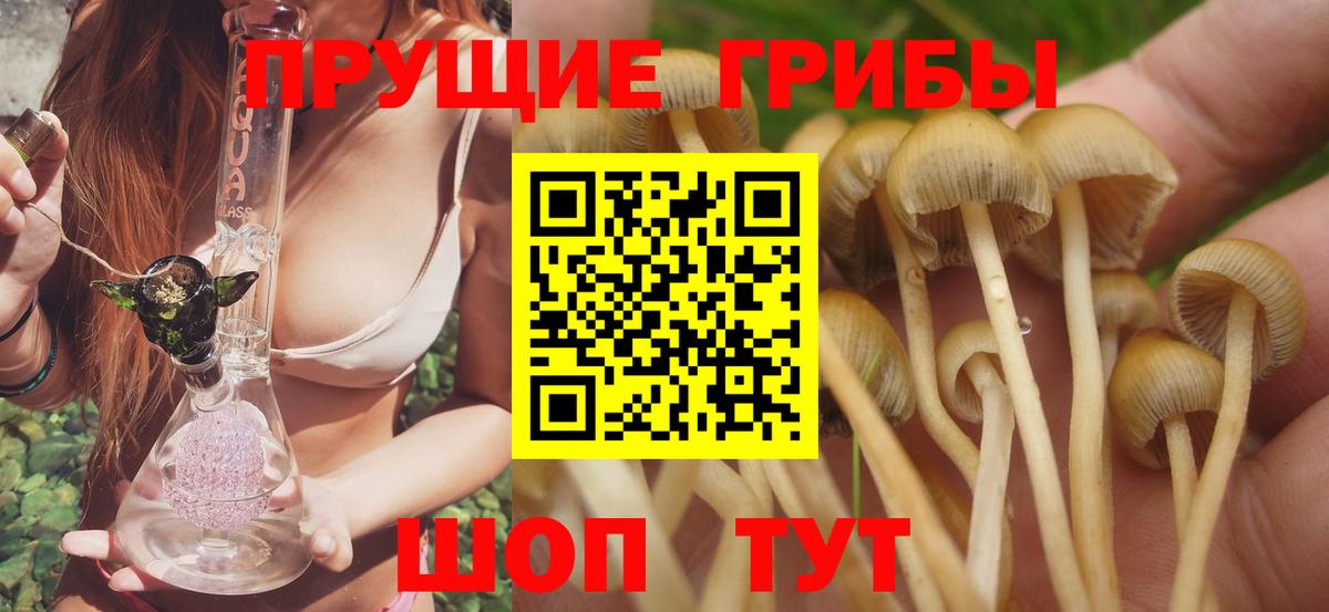 Киселёвск  Галлюциногенные грибы ЛСД  Вход с VPN 